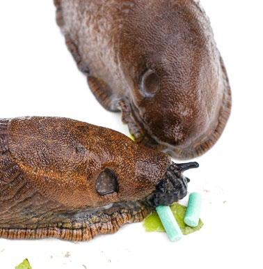 De største sneglene (over 1 cm) tåler nematoder og dør sjelden av smitte, de minste sneglene derimot er ganske sårbare for smitte.