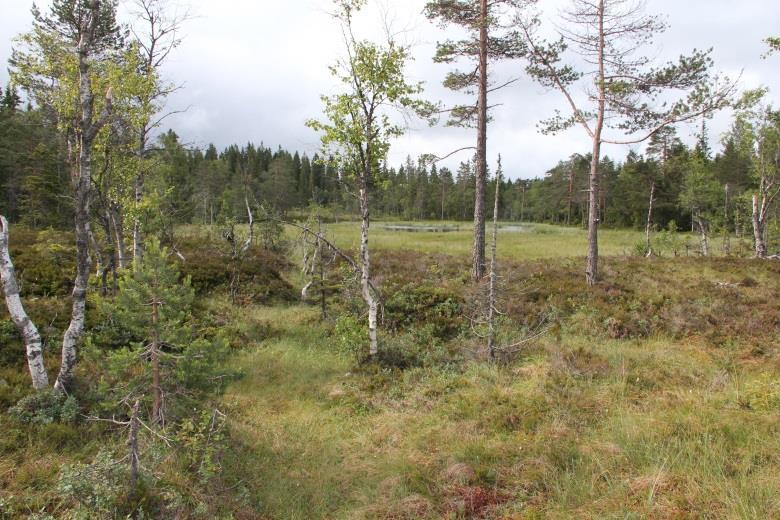 Også der det går/ har gått skiløyper, er det ofte laget dreneringsgrøfter.