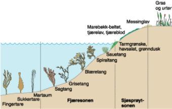 sammensetninger som følge av negativ påvirkning av økologisk viktige arter (f.eks. fiske ut torsk), kan skape kaskadeeffekter som resulterer i endrede tang og taresamfunn (Husa et al. 2011).