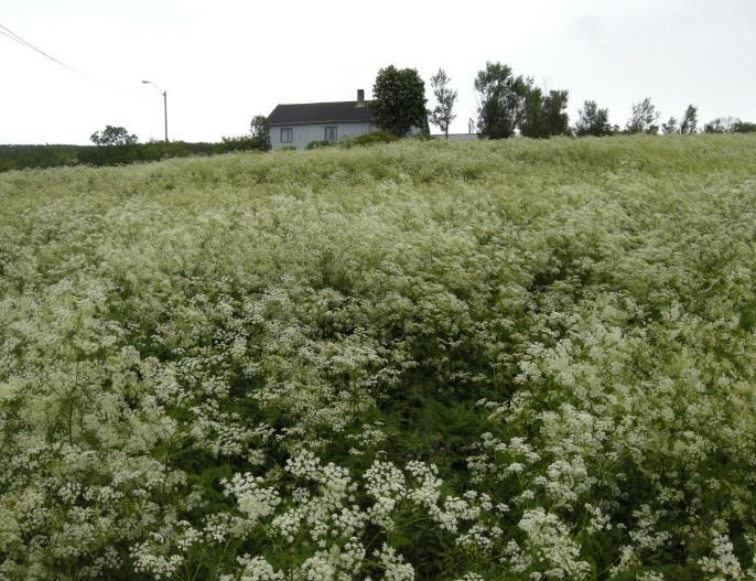 imidlertid nøye sammen og kan derfor, uten større vanskeligheter enn for hevdregimet, plasseres 104 1 3 24 Bilder #1 4.