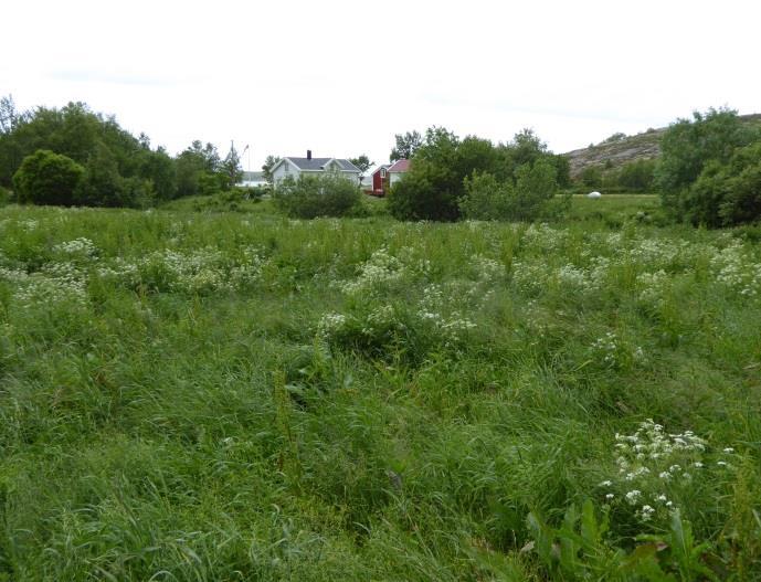 Deschampsia cespitosa); (vi) ved å ha stor toleranse overfor høy nitrogentilgang; nitrogenelskende arter favoriseres av gjødsling med urin og møkk fra beitedyra (eks.