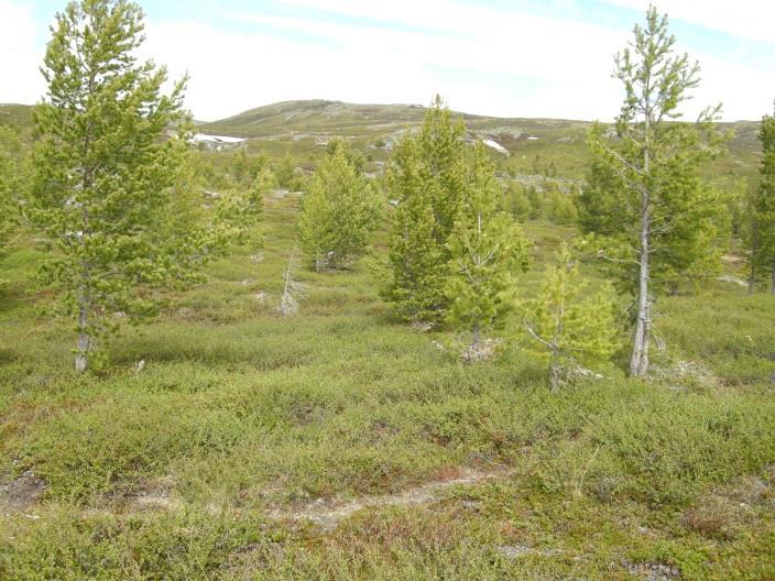 Innslaget av gjenveksttrær og busker kan også beskrives ved hjelp av variablene dekning av gjenveksttrær (1AG A G) og busksjiktsdekning (1AG B).