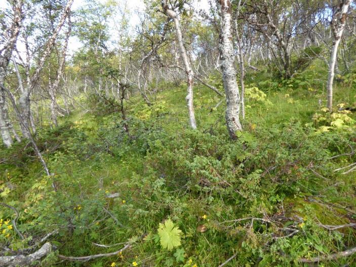 områder over den faktiske skoggrensa) som koloniseres av trær som følge av endret klima, ikke skal typifiseres som T31 men som fjellhei, leside og tundra (T3) inntil kravet til å typifiseres som