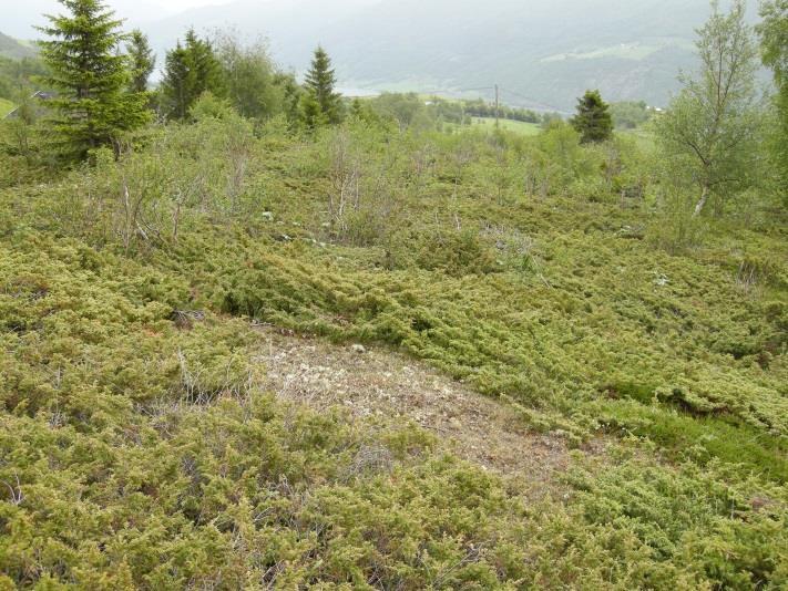 Innslaget av gjenveksttrær og busker kan beskrives ved dekning av gjenveksttrær (1AG A G) og busksjiktsdekning (1AG B).