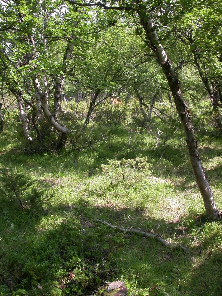 Svak lågurt-bjørkeskog (T4 2), til dels med mye gras i feltsjiktet som indikerer beitepåvirkning (SF: Vik: Arnafjord).