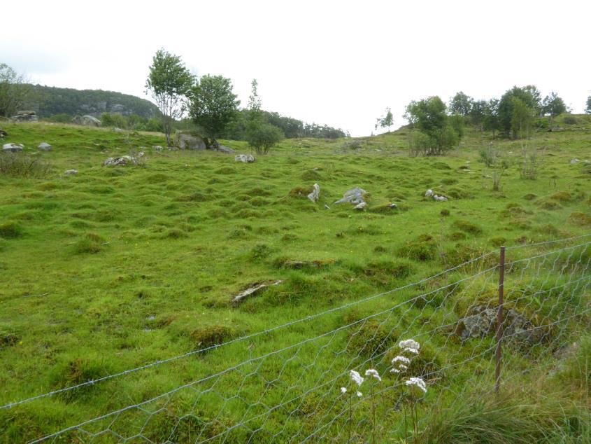 Gjødselruker kan påvirke vegetasjonen ved at planter blir kvalt, men åpner samtidig nye muligheter, særlig for nitrogen-elskende arter.