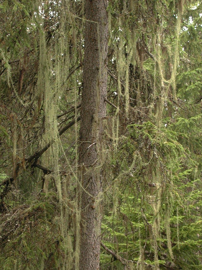 Huldrestry Usnea longissima (1AE BV USNElong K) Huldrestry (Bilde #2) er en hengende lav som kan være opptil flere meter lang. Oftest er den ugreinet eller sparsomt greinet.