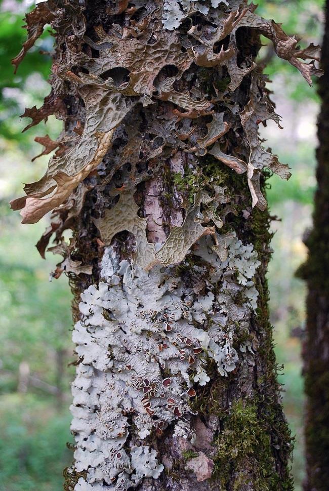 (1AE BV LOBAspp K) Slekta neverlav Lobaria inneholder fem epifyttiske arter, dvs. arter som lever på stamme og greiner av trær: sølvnever L. amplissima, fossenever L.