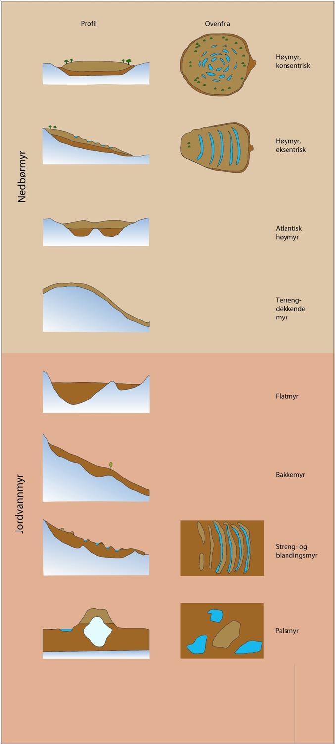 Dannelse av myr som landform er en kompleks prosess som