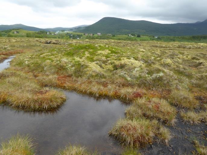 Myrflata og kantskogen tilhører nedbørsmyr (V3), mens laggen er åpen jordvannsmyr (V1) (Ø: Marker: Rødenes). Bilde #2.