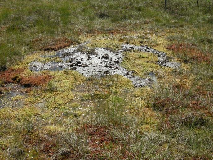 Myrflate på nedbørsmyr (V3) med veksling mellom mikrostrukturer; mykmatte dominert av gule torvmoser (vasstorvmose Sphagnum cuspidatum og dvergtorvmose S.