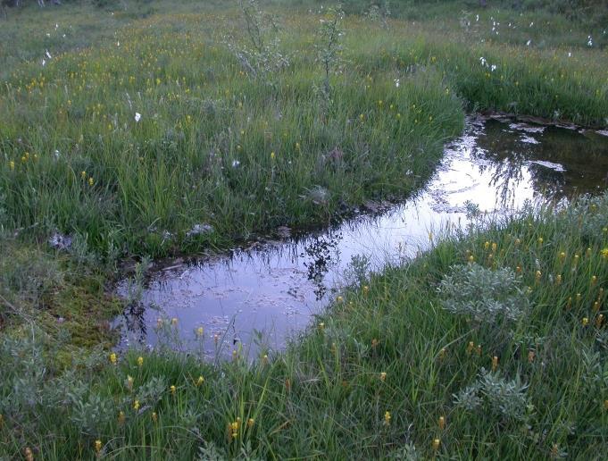 fuscum. Nedre grense for røsslyng i aktivt voksende torv (dominert av torvmoser) markerer grensa mellom fastmatte og tue (Ø: Marker: Rødenes). Bilde #4.