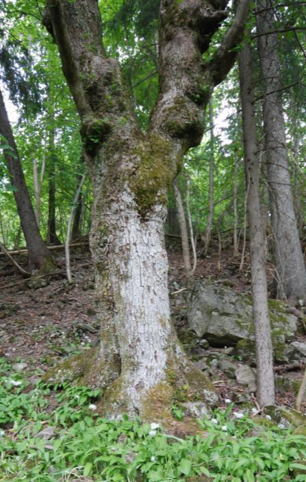 83 Rikbarkstre (4TL-RB) Plassering i beskrivelsessystemet: Nivå 2; som én av 5 variabler under nivå 1-variabelen tre med spesielt livsmedium (4TL).