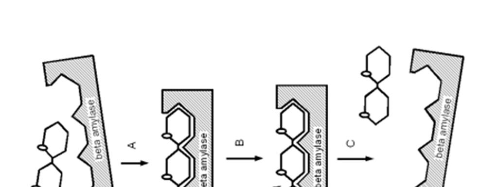 La oss ta beta-amylase som et eksempel Reaksjonen som skjer er at (f.