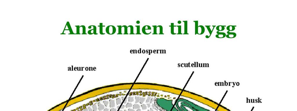 Byggkornet består av følgende deler som vi skal forholde oss til: