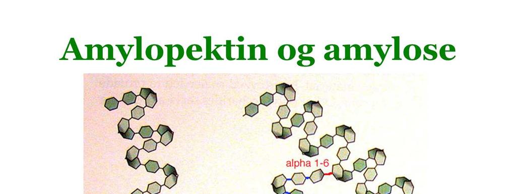 Amylose Et polymer (kjede av) 1600-1900 glukosemolekyler holdt sammen