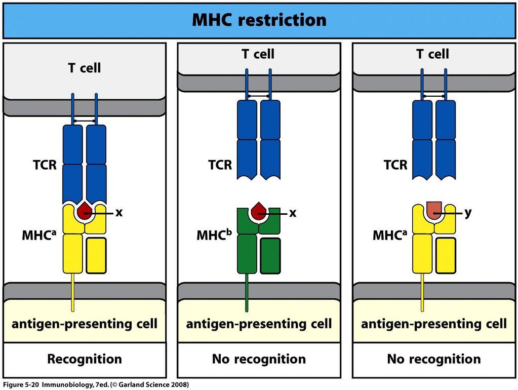 MHC restriksjon Spesifisiteten av TcR binding til MHC-antigen komplekset ligger både i antigenet og i "eget" MHC.