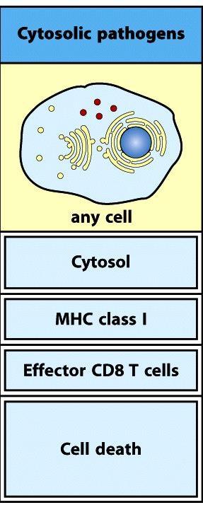 DCs and macrophages DCs and macrophages Cytosol (by autophagy)