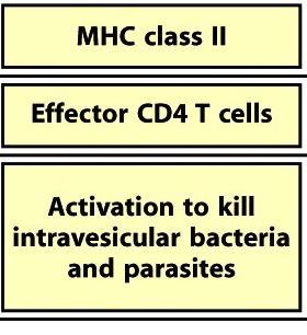 intravesicular microbes (MP) Activation of naive CD4 T cells?