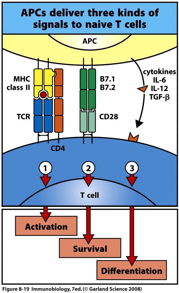 Aktivering av naive T celler (Th0) T celler må kunne "kjenne igjen" sitt antigen selv om det bare er til stede i meget små mengder: det spesifikke antigenet vil bare være et av en myriade andre