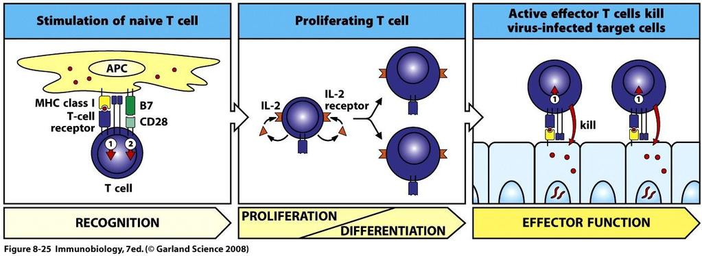 Aktivering av naive T celler (Th0) Antigenpeptid i MHC gropen blir presentert av APC til T celler (= signal ). Aktivering av naive T celler krever ko-stimulering (= signal ) gjennom CD28.