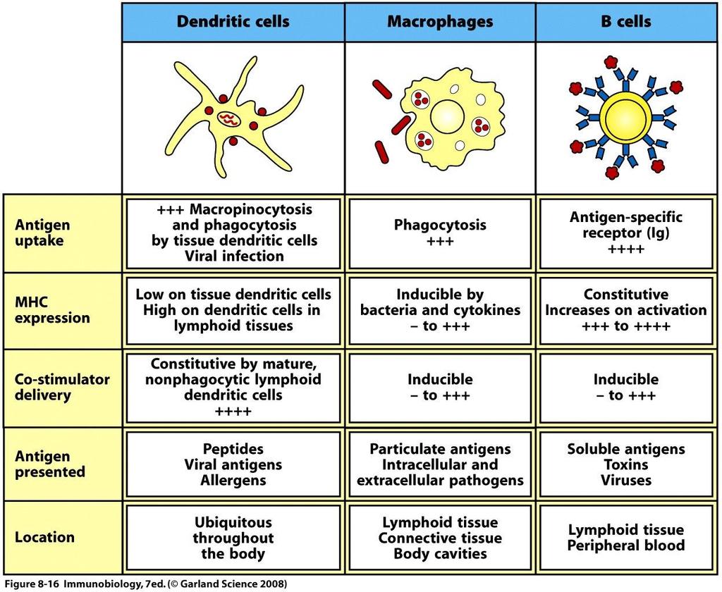 Antigen presenterende celler (APC) For at en celle kan være en APC må den: Kunne presentere antigenpeptid på MHC Kunne gi ko-stimulering Signalene for å aktivere naive T celler må være veldig