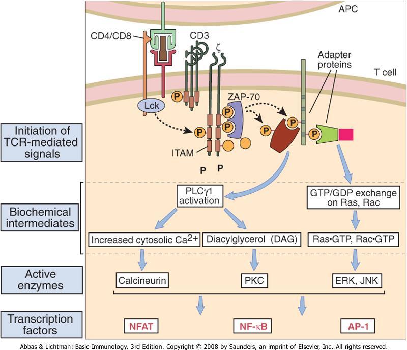 Signaltransduksjon gjennom TcR - signal 1 Binding av TcR til MHC/peptid rekrutterer CD4 eller CD8 fordi disse binder til MHC (II eller I).