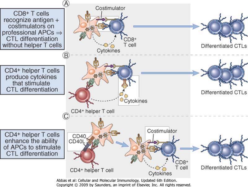 Aktivering av naive CD8 T celler - signal 2 A.