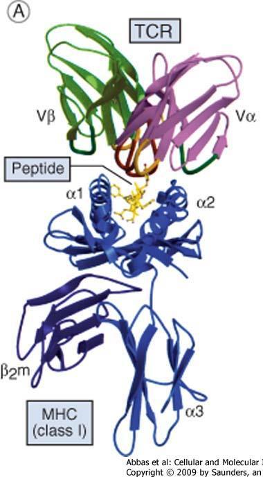 TcR binder ikke til nativt antigen men til antigenpeptider presentert på