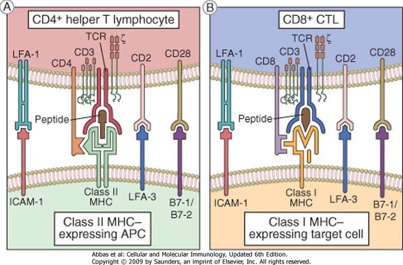 "prosessert" (kappet i peptidbiter) og "presentert" til T celler på MHC
