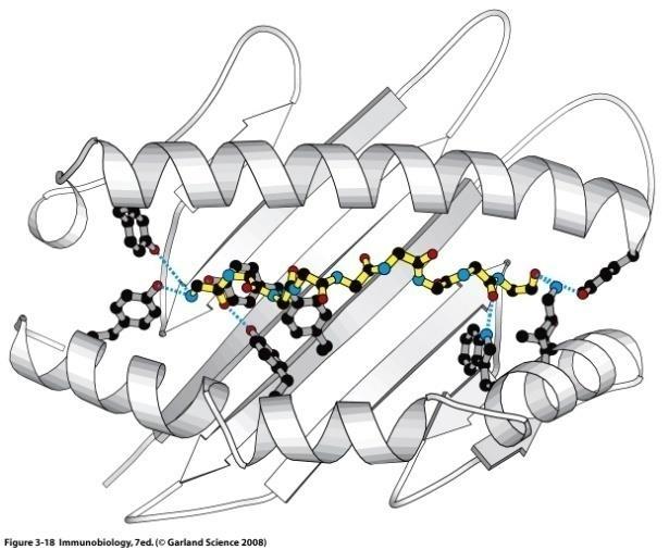 Antigenpeptid har en lengde på 8-10 aminosyrer og ligger helt inne i gropen.