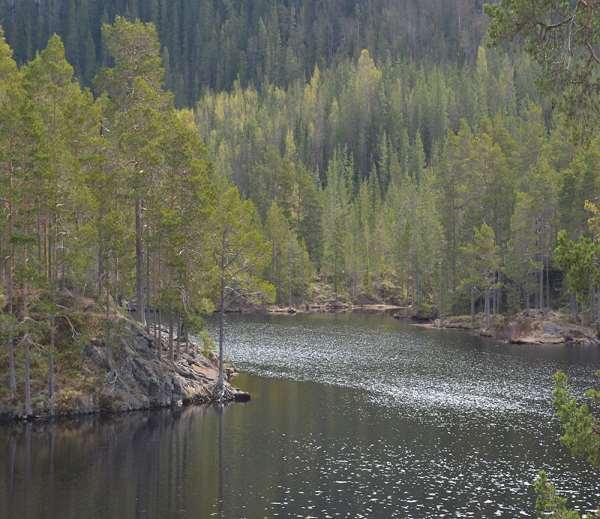 litt høyere tilhold av vannfugl enn øvrige