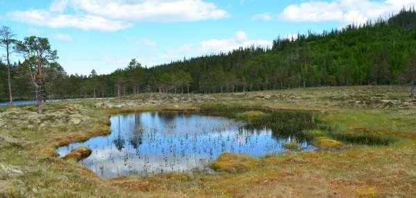 Vollatjønna, 27. juni 2016.