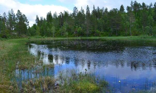 Heimtjønna. Figur 52.