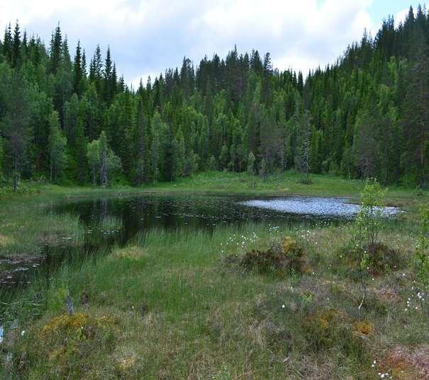 Figur 55. Vestlige del av Heimtjønna, 27. juni 2016. 4.10 Heimtjønna ved Storkjølen Det foreligger svært dårlig datagrunnlag fra lokaliteten. Opplysningene stammer fra to besøk, henholdsvis 16.