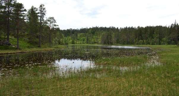 Trolig opptrer stokkand, krikkand, gråhegre, gluttsnipe, skogsnipe her, selv om disse artene ikke er