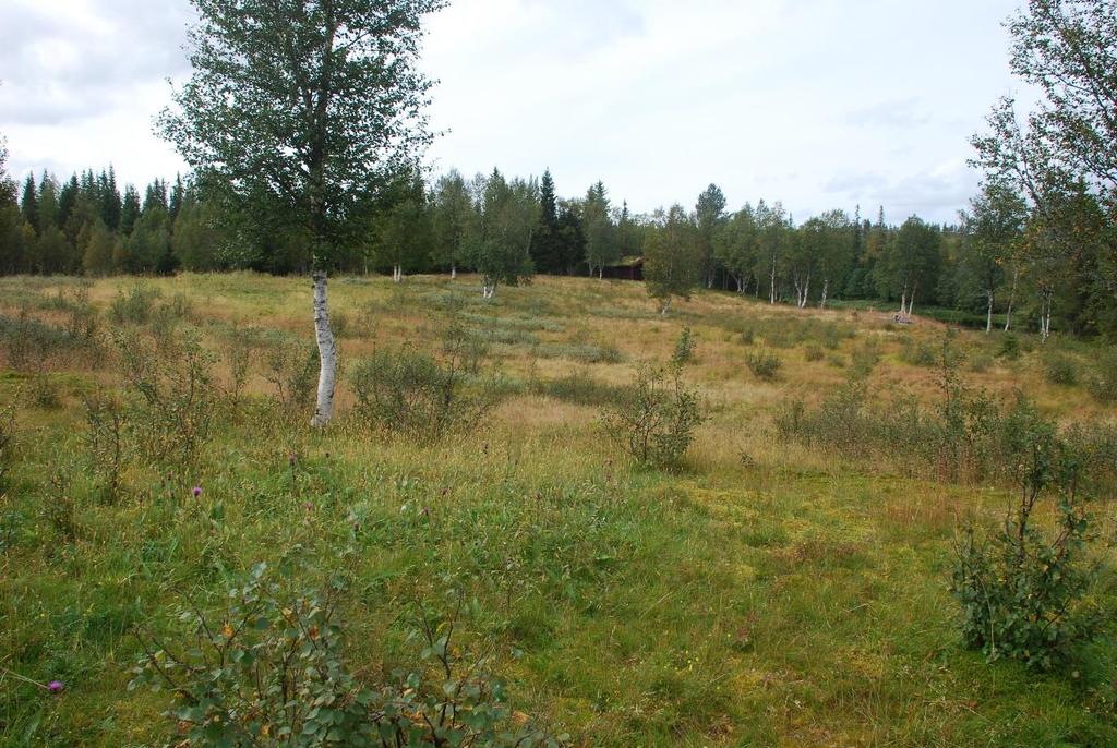 Vedlegg. Skjøtselsplaner for seks voller Skjøtselsplan for Sillermoen, voll i Øvre Forra naturreservat, Stjørdal kommune, Nord- Trøndelag fylke.