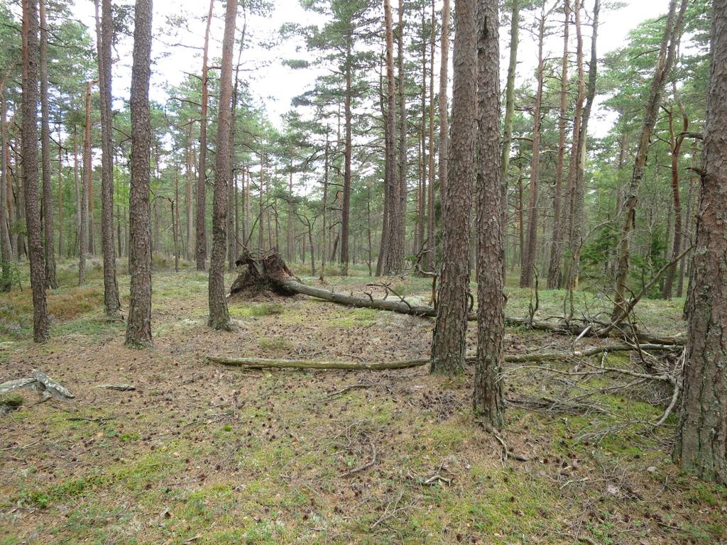 sørvest, samt sør for hogstflaten i sørøst.