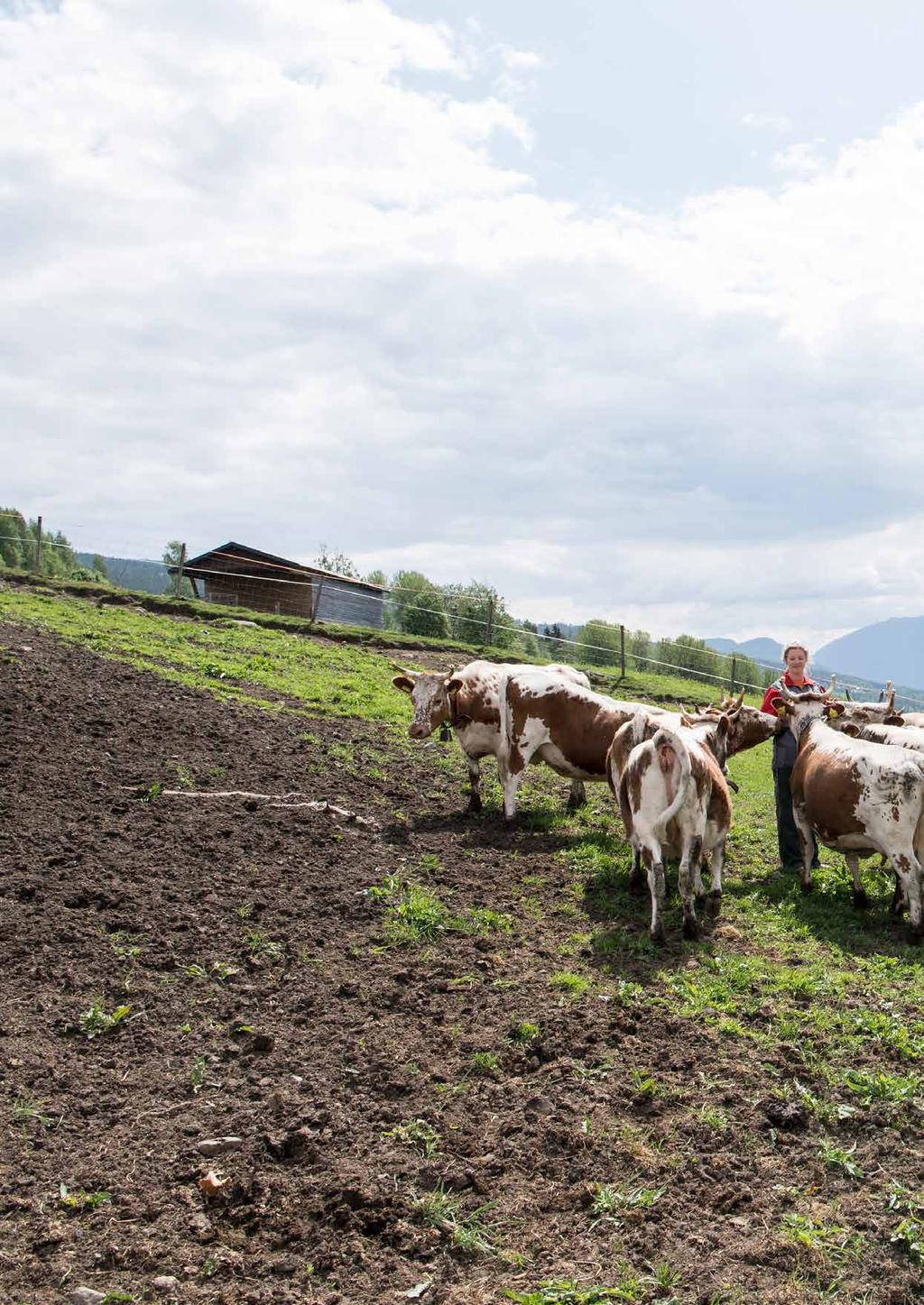 Avløsere og landbruksvikarer i Telemark Vi skaffer kvalifisert arbeidskraft til landbruket i hele Telemark!