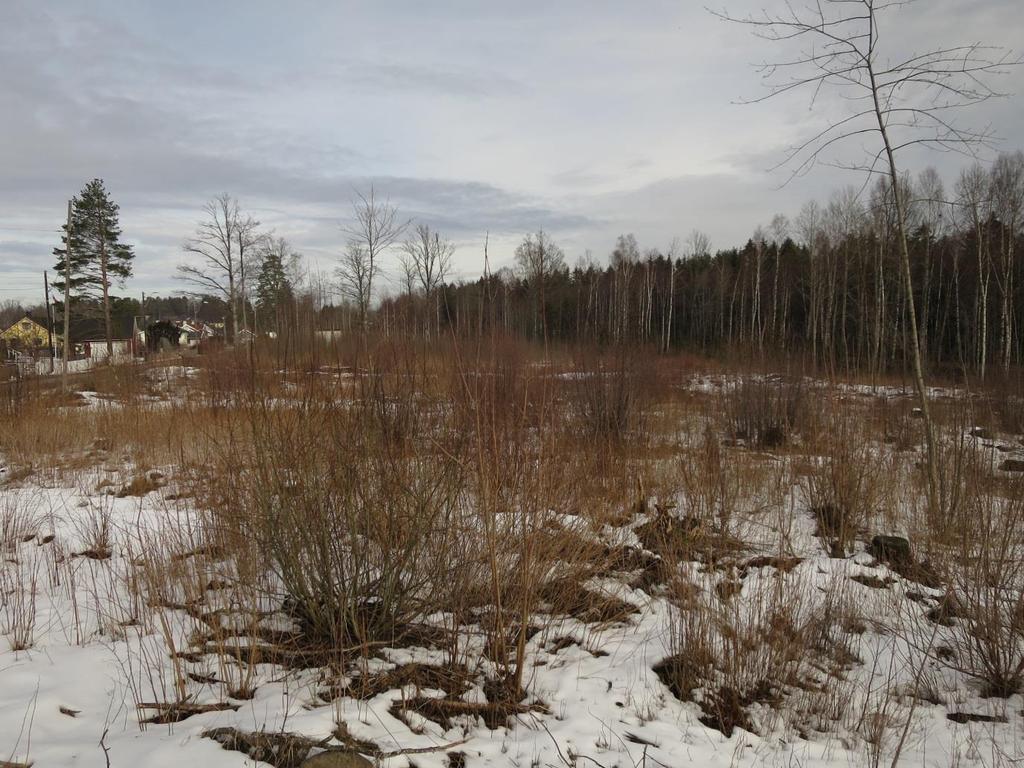 Figur 2: Midtre del av undersøkelsesområdet sett mot nord, med ungt løvoppslag etter hogst. Eik nr. 6-12 kan delvis skimtes i bakgrunnen. Foto: Stefan Olberg.