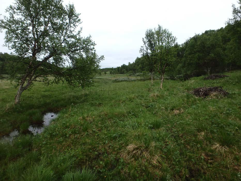 Figur 9. Bildet viser overgangen mellom arealet med ryddet engbvjørkeskog og slåttemarka langs Snudda. Foto: Bjørn Harald Larsen, 14.7.20