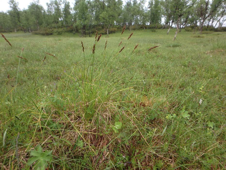 registrert torvmyrull, duskmyrull, slirestarr, tepperot, harerug, seterfrytle, vanlig myrklegg, mjødurt, hvitmaure, tettegras på myrflatene, mens det i de rike engkantene vokste fløyelsmarikåpe,