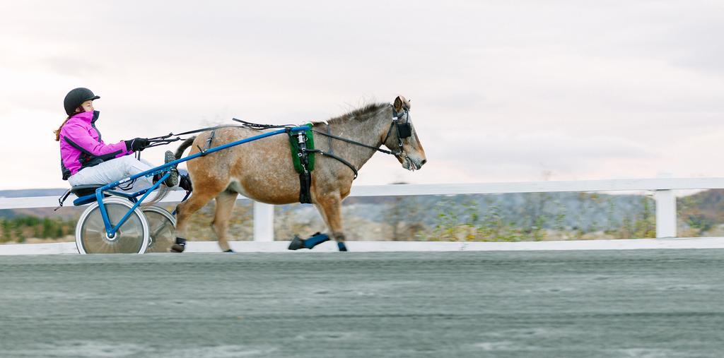 viste seg også som en stjerne da han sjokkvant i svensk V75 sist lørdag. En fantastisk opptur for hardt satsende eiere og trenere fra Bodø. Shocking Icon pryder dagens forside.