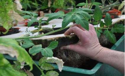 Aquaponics Kombinert produksjon av fisk og planter i lukket anlegg Næringsrikt avløpsvann fra fisk brukes til å dyrke