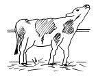 Forebyggende tiltak Kalvingsbås /-binge Sørg alltid for rene og tørre kalvingsbåser, som