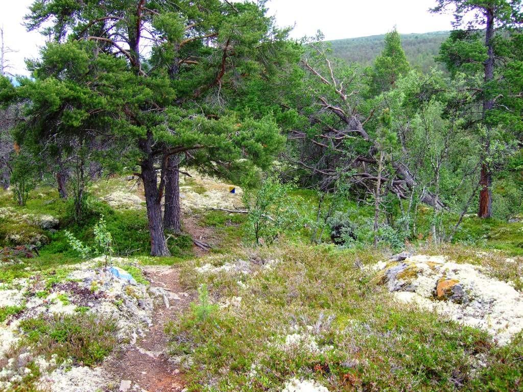 Lendet er variert med bjørkeskog øvst, svaberg