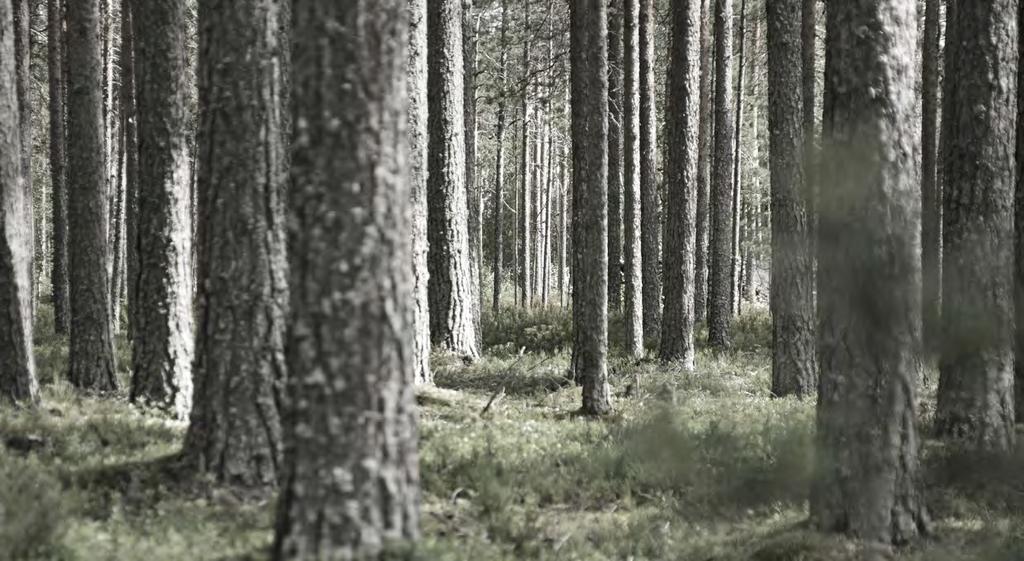 Saga Wood er utviklet med en målsetning om å være det optimale Svanemerkede terrassegulv og kledning med tanke på eksklusivt utseende, lang holdbarhet og minimalt vedlikehold.