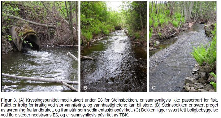 I 2012 og 2013 ble det observert to rødlistearter (mosearter) ved vegen rett ovenfor Stein gård, hovedsakelig lokalisert i kalkskogen.