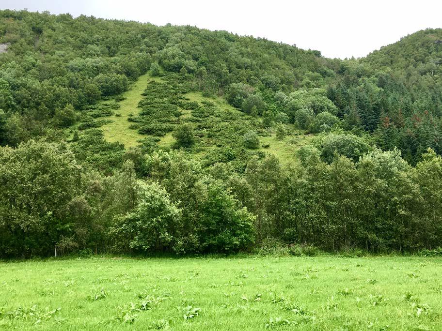 Bilder Lokaliteten sett fra den nærmeste innmarka i nedkant.