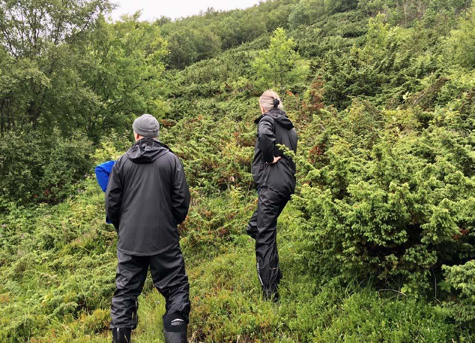 hit, kombinert med bruk av slikkestein.